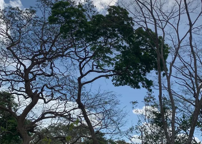 Oropendola Nest * Bagaces