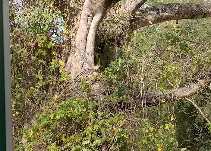 Oropendola Nest Bagaces